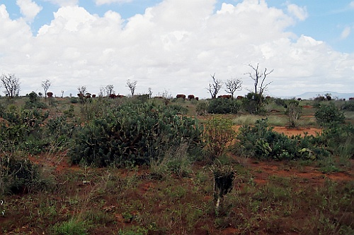 Kenia (466)